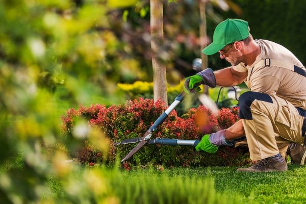 Professional landscaping and lawn maintenance in Albany NY