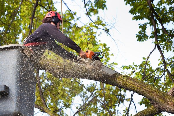Professional tree removal and trimming services in Albany NY
