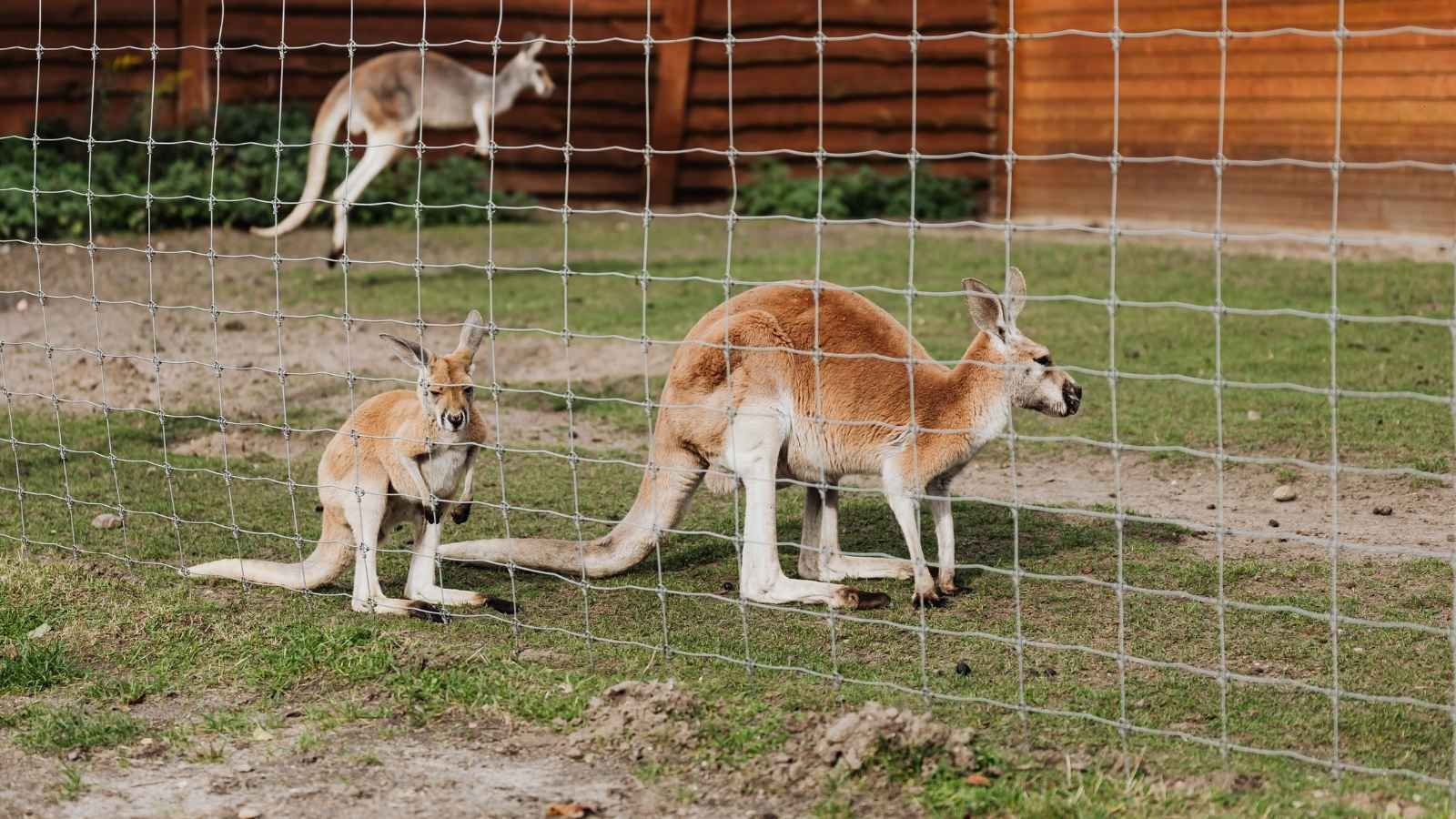 Secure pet fencing for animals and outdoor spaces