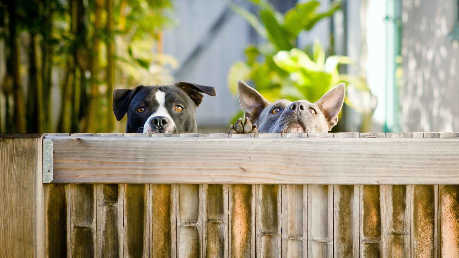 Dogs behind a wooden privacy fence