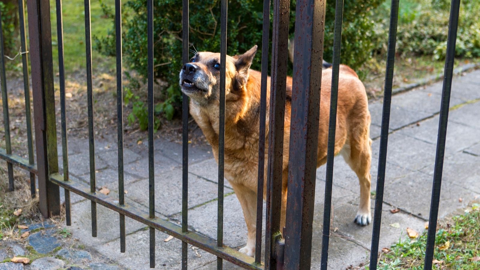 Dog inside a metal fenced enclosure