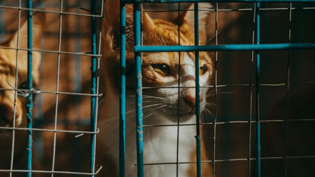 Pet fencing for safe and secure pets