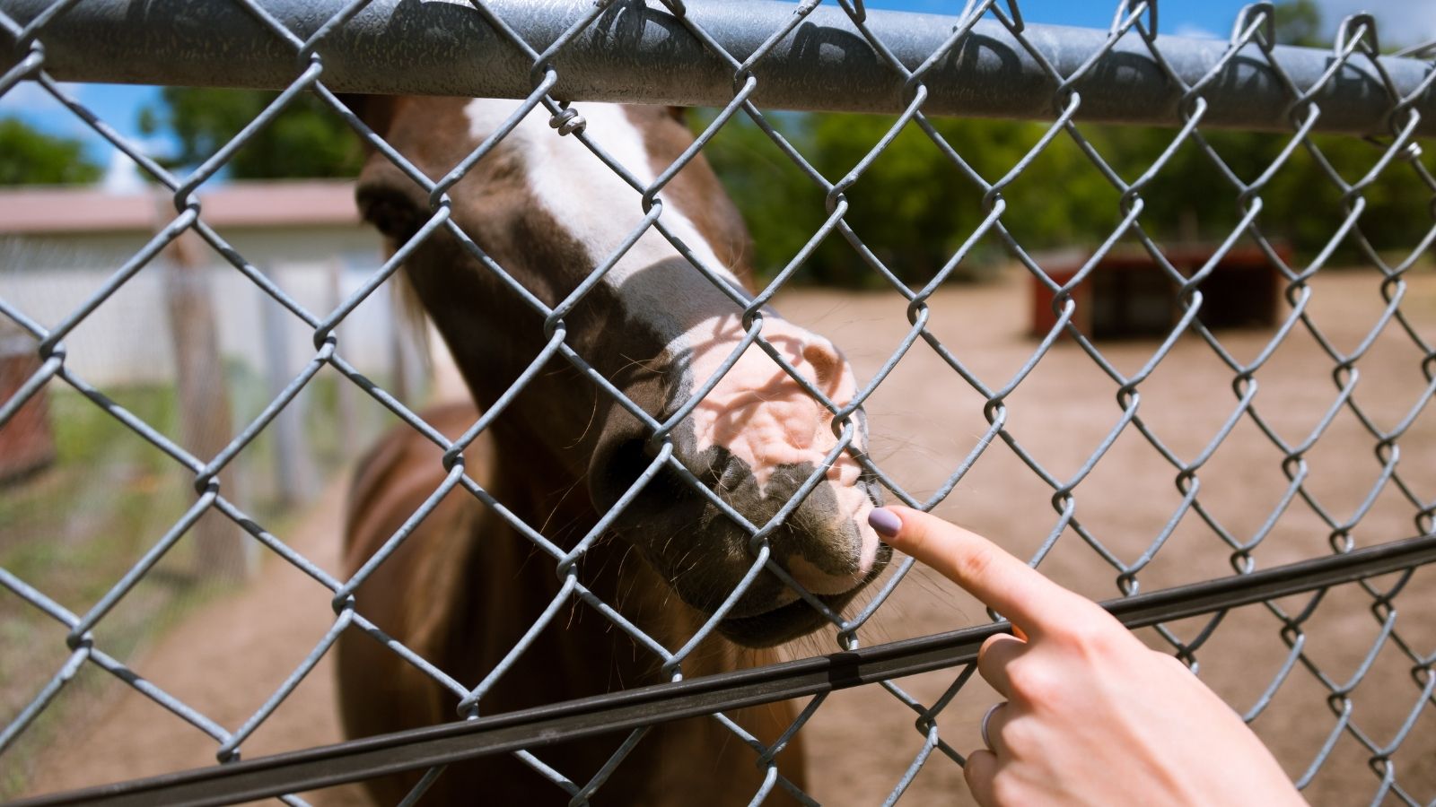 Secure pet fencing for animals and outdoor spaces