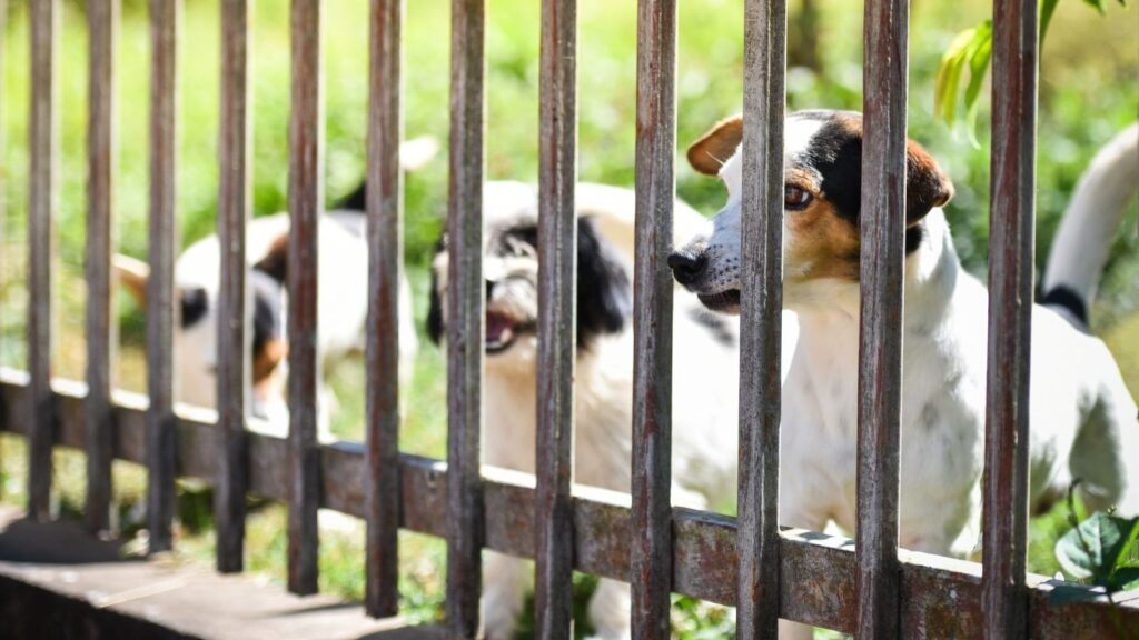 Pet fencing installation in Albany NY